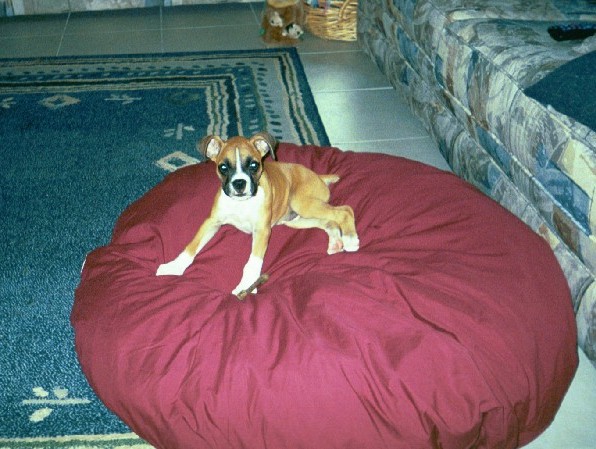 I got a new bed