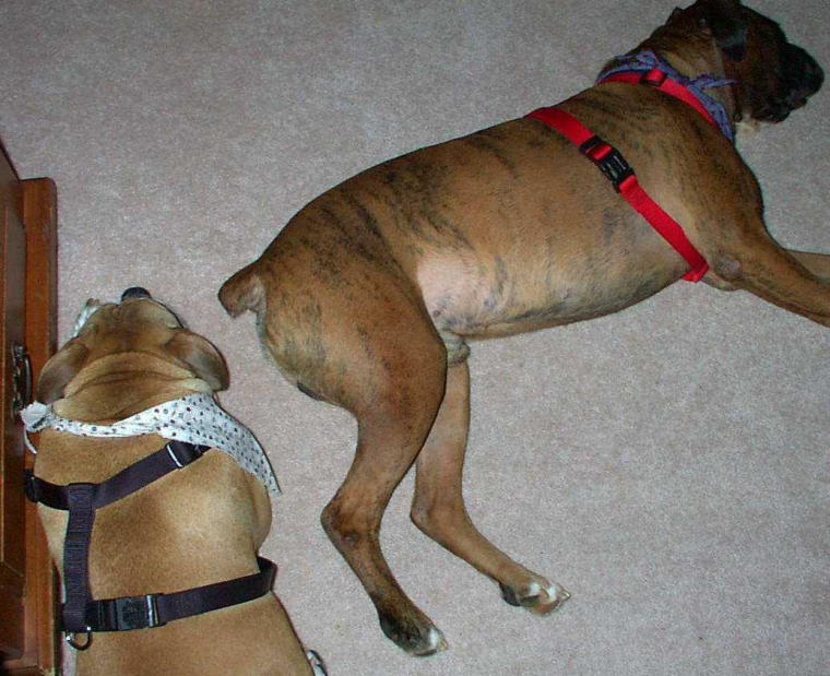 I guess Cheyenne doesn't mind the smell!