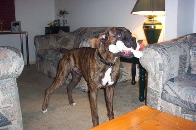 I Haven't Seen Xena's Bone!