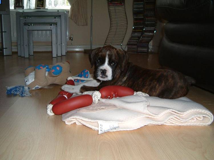 I just don't know what toy to play with!