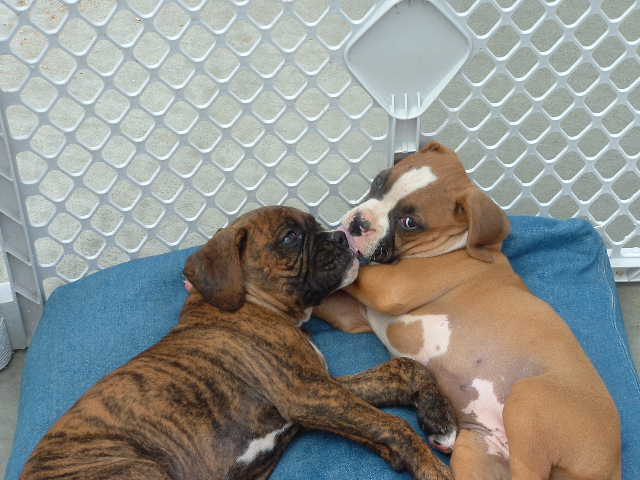 I just love my brother