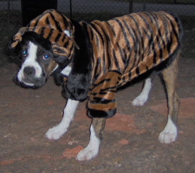 I just love my costume. NOT!