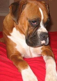 I just love sitting looking pretty
