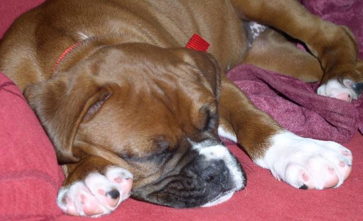 I just love to sleep!
