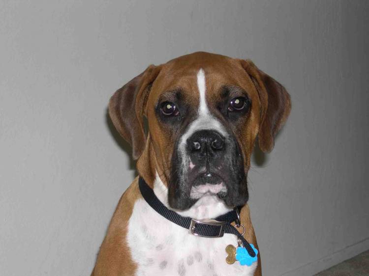 I knew this was a good pic for boxerworld :o)