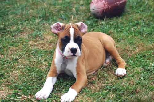 I know I have ears  somewhere!!