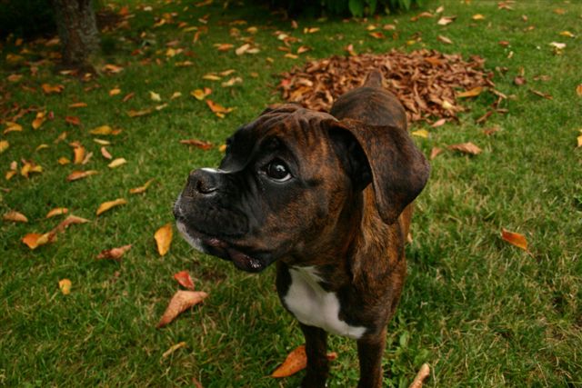I know what you said dad, but this is what I like do with the leaves.......