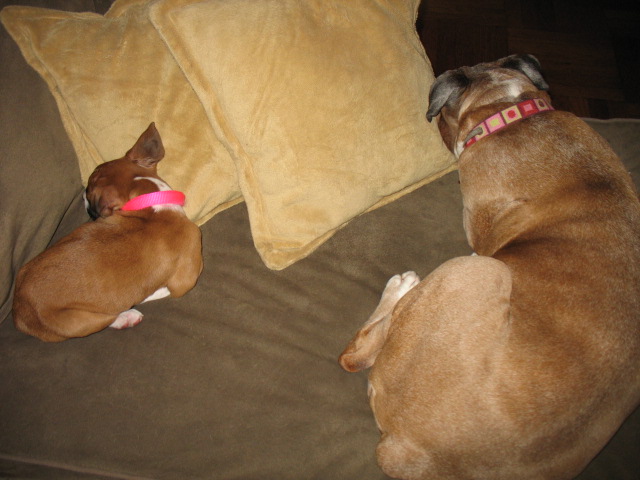 I like big butts.....
