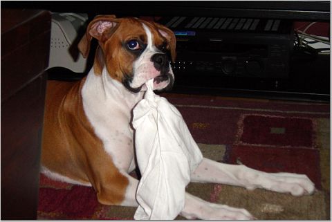 I like this new toy!