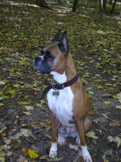 I love autumn in the woods!