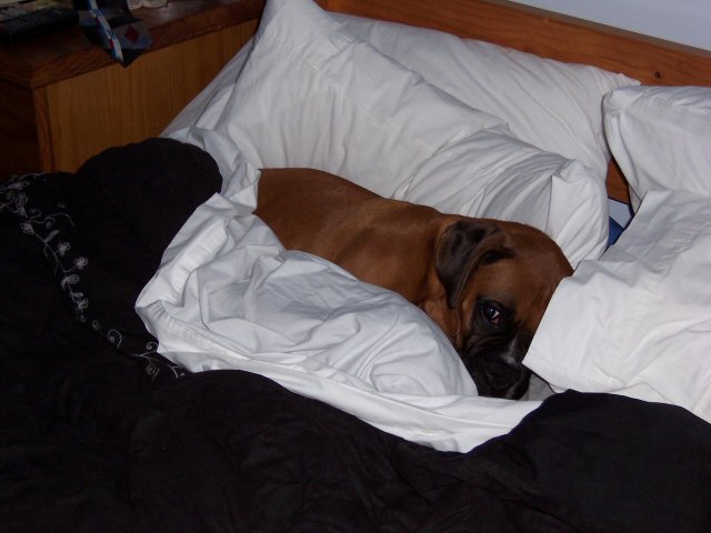 i love mummy's bed