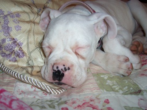 I love my blankie