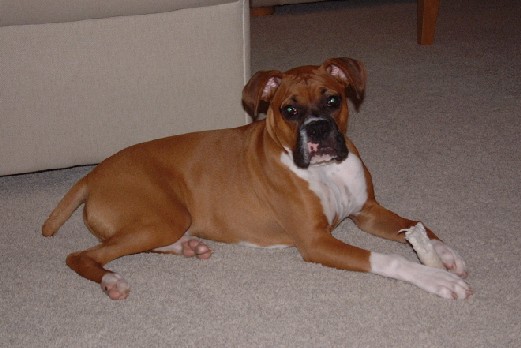 I love my bone