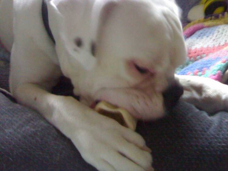 I love my bone