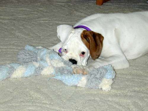 I love my fleecy rope thing!