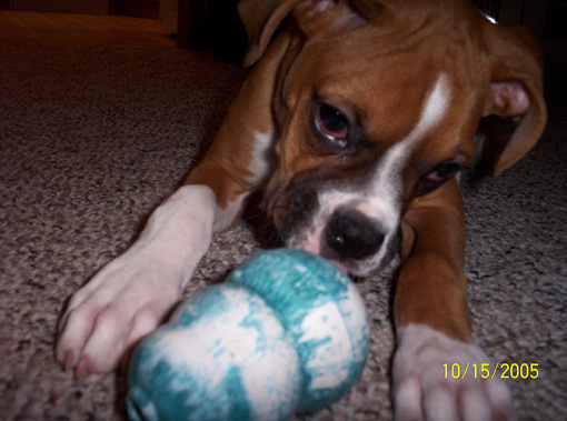 I love my Kong!!