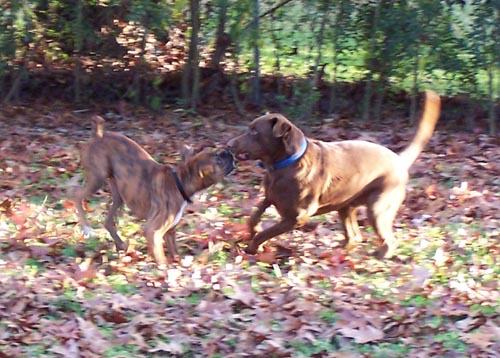 I love my lab brother Bear!