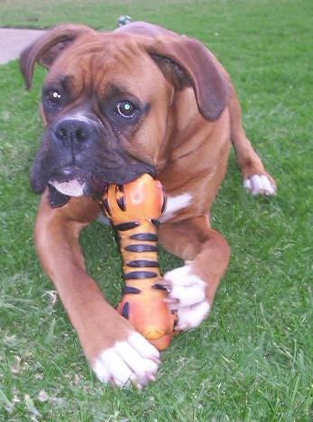 I love my Lion Squeeky Toy
