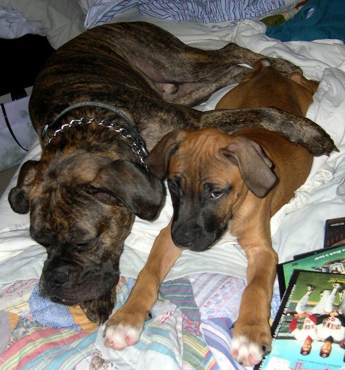 I love my new Puppy!