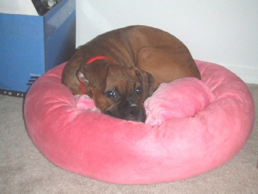 I love my pink bed! 15 weeks old