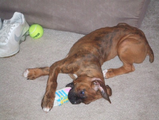 I love my squeaker shoe!