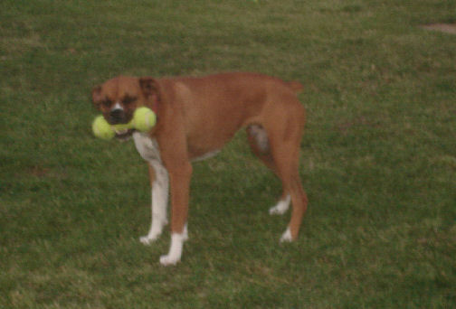 I-love-my-toy