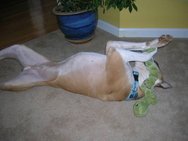 I LOVE my toys