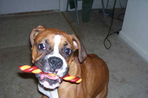 I LOVE MY TREATS