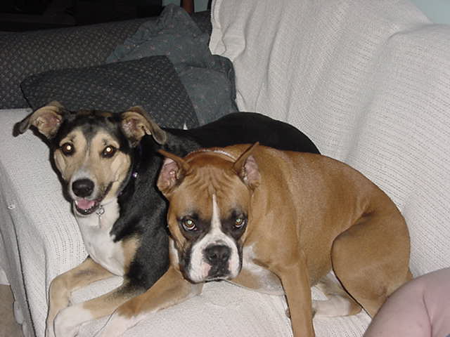 I love taking pictures of my "girls"!