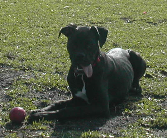 I love the doggie park!!!!