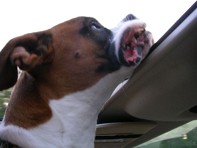 I love the wind blowing through my jowels!