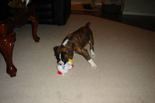 I love this new toy!!