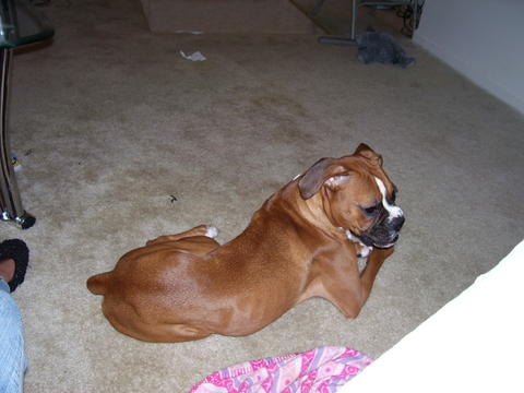 I love to chew on things!!
