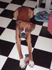 I love to destroy my toy:)