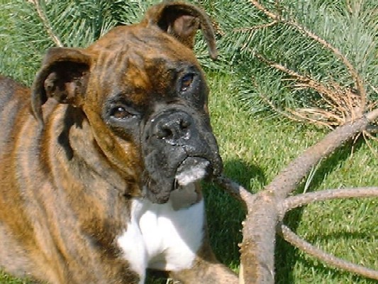 I love to eat pine branches