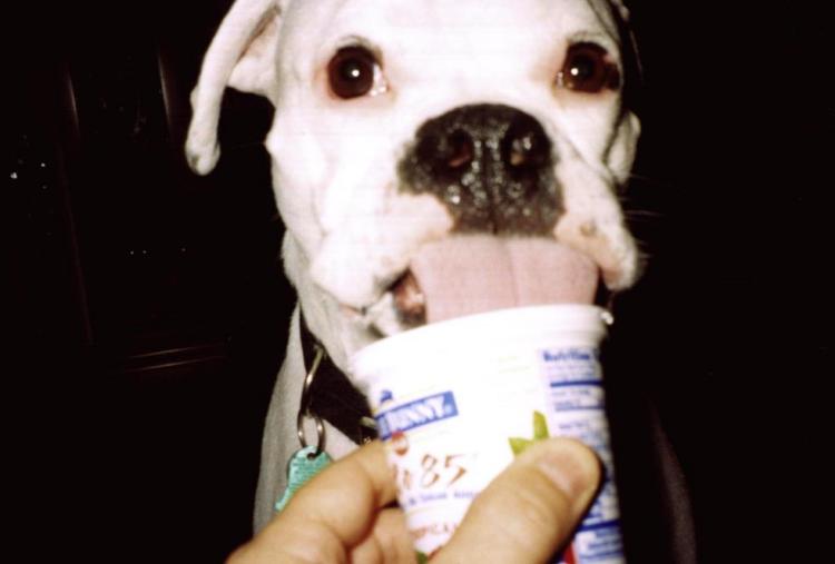 I Luv Yogurt!