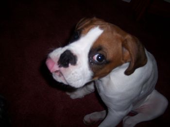 I luvs peanutbutter yum!