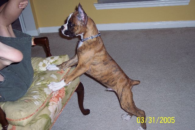 I may be cute, but I am about to attack