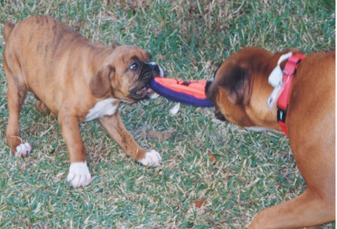 I might be small, but I'm scrappy!!
