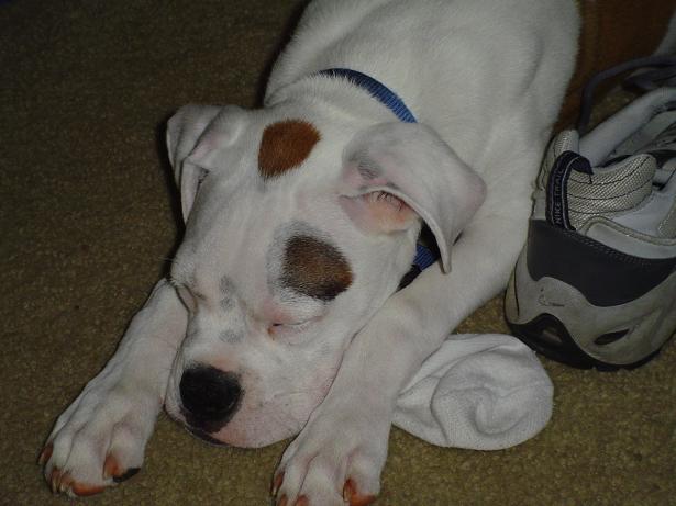 I miss my Daddy so I sleep with his socks