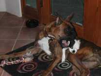 I need a chew toy!!