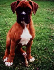 I need to grow into my head and paws