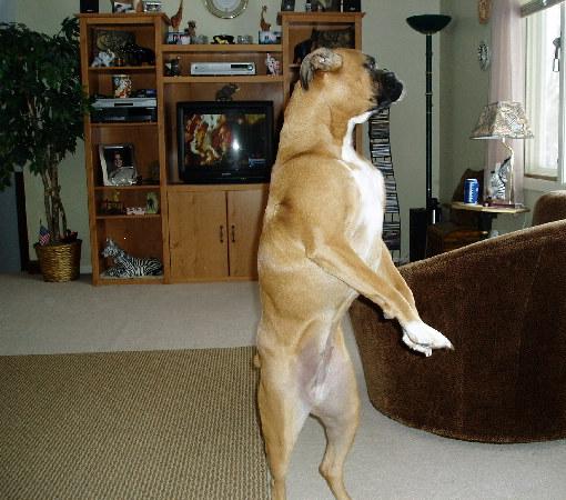 I see Bunnies!