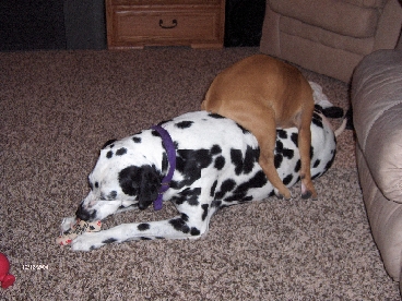 I think he layed on him in every which direction, Jasper just kept chewing