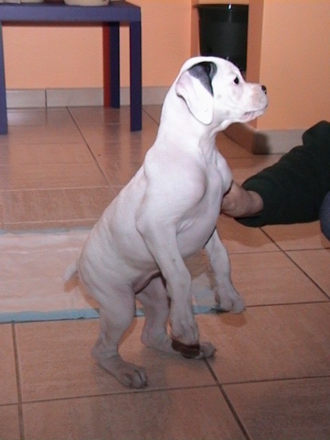 I think I am a kangaroo!