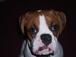 I think I need braces ma!