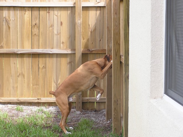I think I see him!