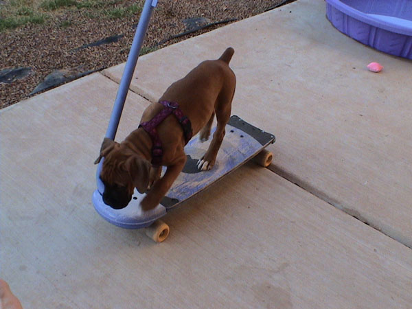i think i'll ride my skateboard to the park