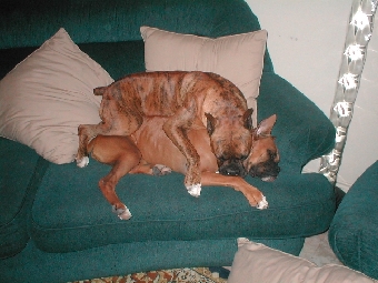 I think they are comfy