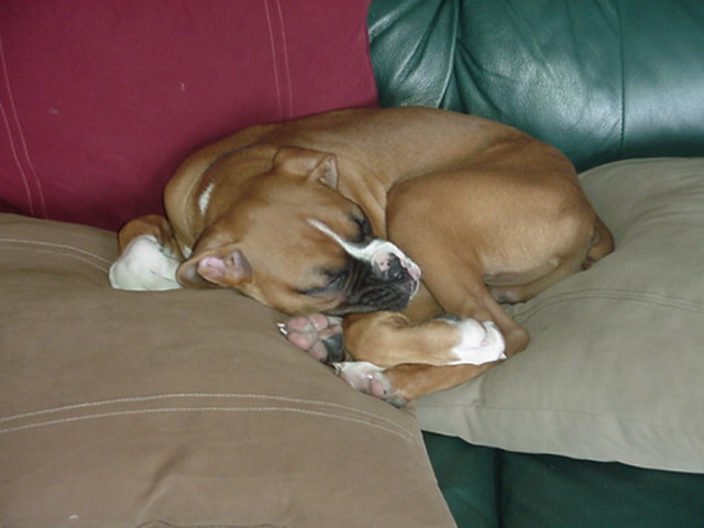 i want to be just like my brother and sister!
